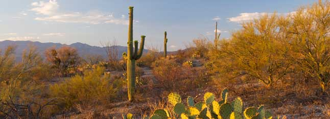 Saguaro-National-Park_Shutterstock-2-resized.jpg