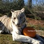 White_tiger_5