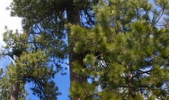 Ponderosa_pine