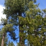 Ponderosa_pine